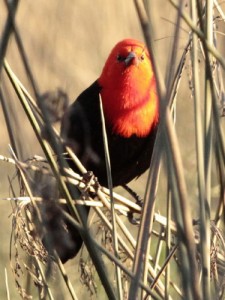 Federal/Scarlet-headed Blackbird Federal/Scarlet-headed Blackbird