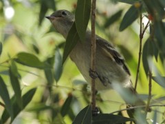 Fiofio pico corto/Small-billed Elaenia Fiofio pico corto/Small-billed Elaenia