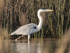 Garza mora/Cocoi Heron Garza mora/Cocoi Heron