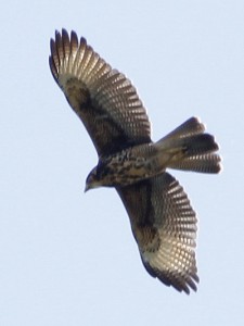 Gavilán mixtoJ/Harris's HawkJ Gavilán mixtoJ/Harris's HawkJ
