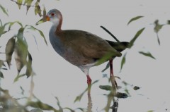 Ipacaá/Giant Wood-Rail Ipacaá/Giant Wood-Rail