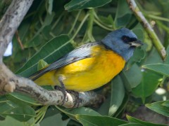 NaranjeroM/Blue-and-yellow TanagerM