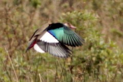 Pato cutirí/Brazilian Teal Pato cutirí/Brazilian Teal