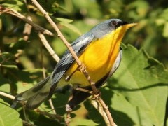 Pitiayumí/Tropical Parula Pitiayumí/Tropical Parula