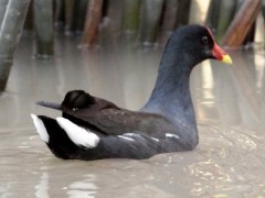 Pollona negra/Common Moorhen Pollona negra/Common Moorhen