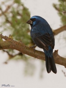 Reinamora grandeM/Ultramarine GrosbeakM
