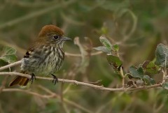 Viudita pico celesteH/Blue-billed Black-TyrantF
