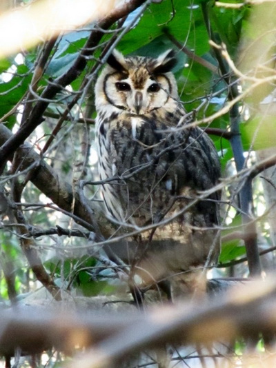 Lechuzón orejudo/Striped Owl Lechuzón orejudo/Striped Owl