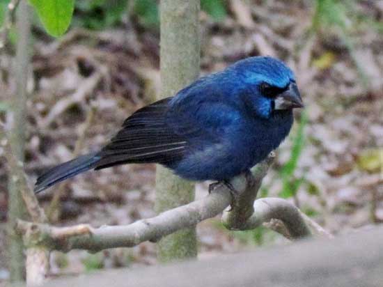 Reinamora grandeM/Ultramarine GrosbeakM Reinamora grandeM/Ultramarine GrosbeakM