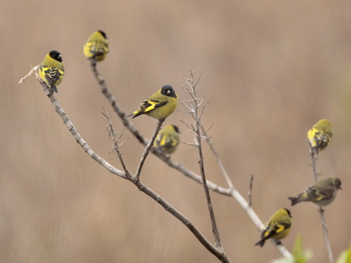 Cabecitanegra común/Hooded Siskin Cabecitanegra común/Hooded Siskin