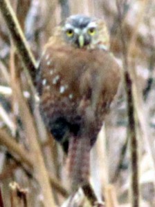 Caburé chico/Ferruginous Pygmy-Owl Caburé chico/Ferruginous Pygmy-Owl