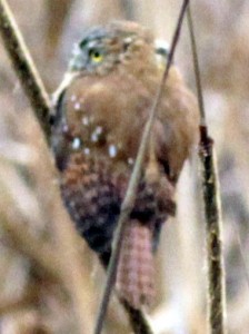 Caburé chico/Ferruginous Pygmy-Owl Caburé chico/Ferruginous Pygmy-Owl