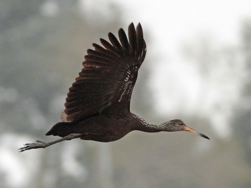 Caraú/Limpkin Caraú/Limpkin