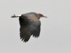 Chiflón/Whistling Heron Chiflón/Whistling Heron