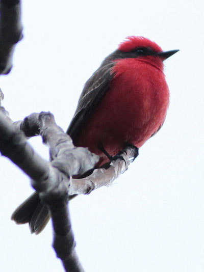 ChurrincheM/Vermilion FlycatcherM ChurrincheM/Vermilion FlycatcherM