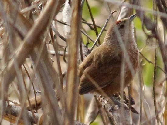 Espinero pecho manchado/Freckle-breasted Thornbird Espinero pecho manchado/Freckle-breasted Thornbird