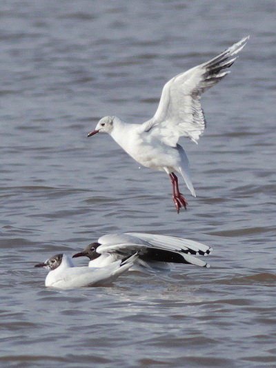 Gaviota capucho café/Brown-hooded Gull Gaviota capucho café/Brown-hooded Gull