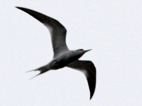 Gaviotín lagunero/Snowy-crowned Tern Gaviotín lagunero/Snowy-crowned Tern