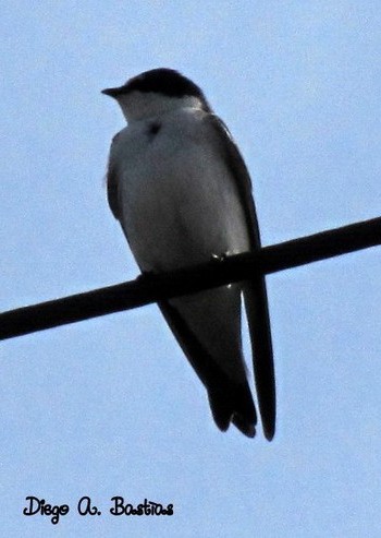 Golondrina ceja blanca/White-rumped Swallow Golondrina ceja blanca/White-rumped Swallow