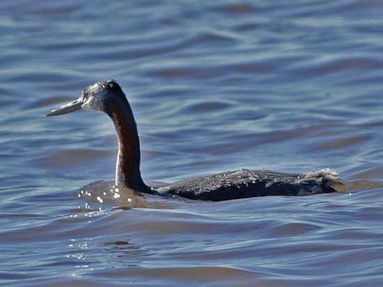 Macá grande/Great Grebe Macá grande/Great Grebe