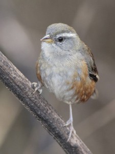 Monterita litoraleña/Red-rumped Warbling-Finch Monterita litoraleña/Red-rumped Warbling-Finch