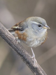 Monterita litoraleña/Red-rumped Warbling-Finch Monterita litoraleña/Red-rumped Warbling-Finch