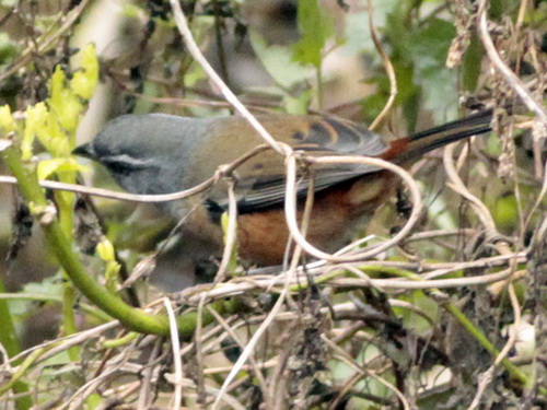 Monterita litoraleña/Red-rumped Warbling-Finch Monterita litoraleña/Red-rumped Warbling-Finch