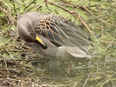 Pato barcino/Speckled Teal Pato barcino/Speckled Teal
