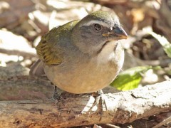 Pepitero verdoso/Green-winged Saltator Pepitero verdoso/Green-winged Saltator