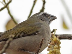 Pepitero verdoso/Green-winged Saltator Pepitero verdoso/Green-winged Saltator