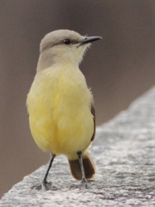 Picabuey/Catle Tyrant Picabuey/Catle Tyrant