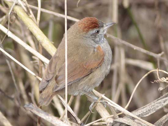 Pijuí frente gris/Sooty-fronted Spinetail Pijuí frente gris/Sooty-fronted Spinetail