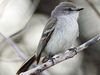 suirirí común/suiriri flycatcher