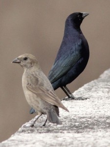 Tordo renegrido/Shiny Cowbird Tordo renegrido/Shiny Cowbird
