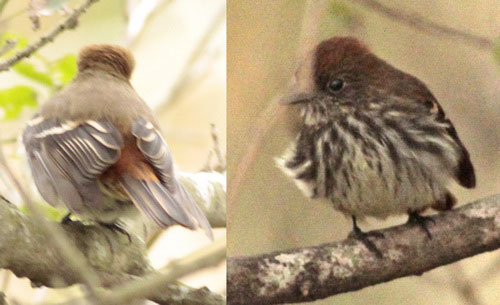 Viudita pico celesteH/Blue-billed Black-TyrantF Viudita pico celesteH/Blue-billed Black-TyrantF