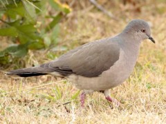 Yerutí común/White-tipped Dove Yerutí común/White-tipped Dove
