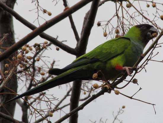 Ñanday/Black-hooded Parakeet Ñanday/Black-hooded Parakeet