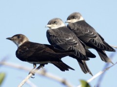 Golodrina pardaR/Brown-chested MartinR Golodrina pardaR/Brown-chested MartinR