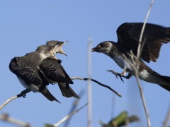 Golodrina pardaR/Brown-chested MartinR Golodrina pardaR/Brown-chested MartinR