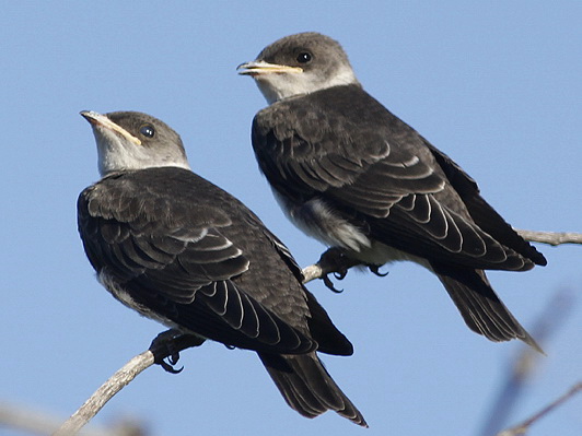 Golodrina pardaR/Brown-chested MartinR Golodrina pardaR/Brown-chested MartinR