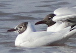 Nuptial plumage