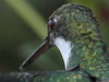 picaflor garganta blanca/white-throated hummingbird