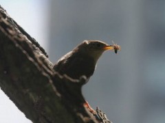Ratona común/House Wren