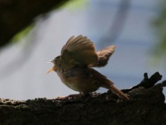 Ratona común/House Wren