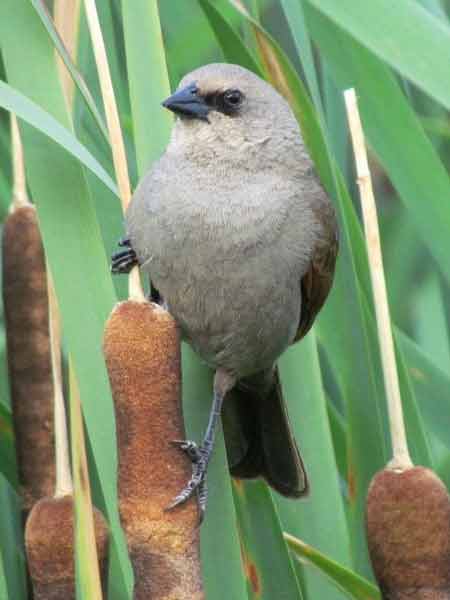 Tordo músico/Bay-winged Cowbird Tordo músico/Bay-winged Cowbird