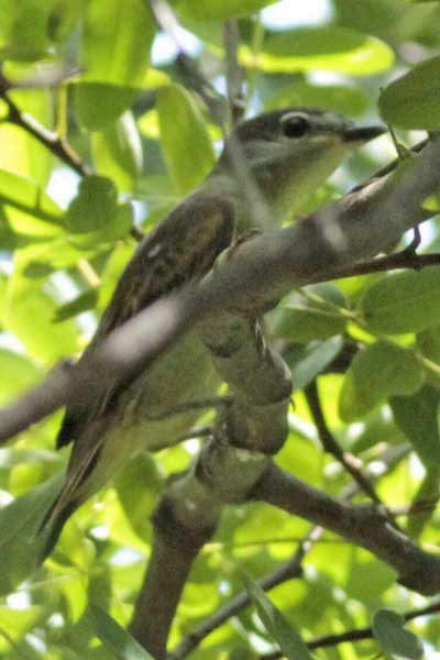Anambé comúnH/White-winged BecardF Anambé comúnH/White-winged BecardF