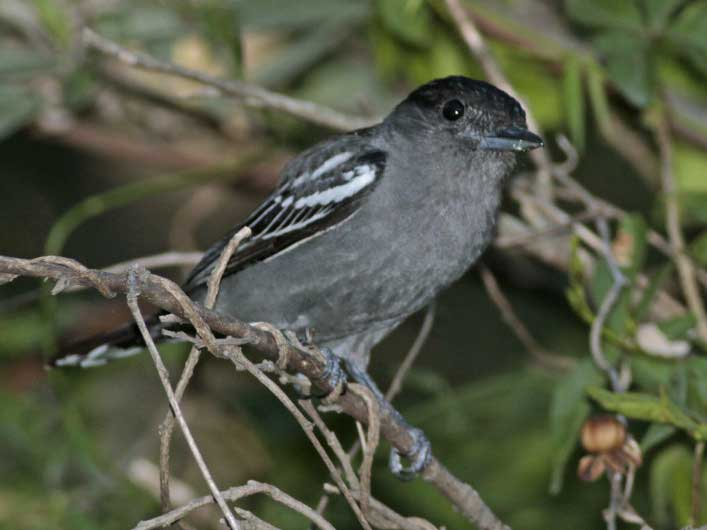 Anambé comúnM/White-winged BecardM Anambé comúnM/White-winged BecardM