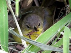 Arañero cara negraJ/Masked YellowthroatJ Arañero cara negraJ/Masked YellowthroatJ