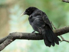 Boyero negroJ/Solitary Black CaciqueJ Boyero negroJ/Solitary Black CaciqueJ
