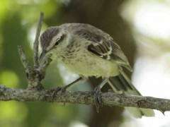 Calandria grandeJ/Chalk-browed MockingbirdJ Calandria grandeJ/Chalk-browed MockingbirdJ